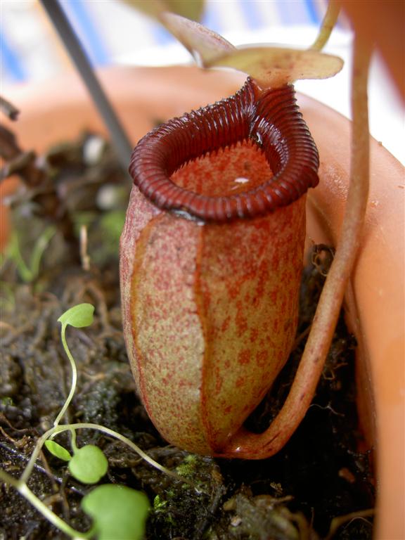 Nepenthes sibuyanensis